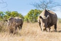 White rhinoceros with puppy, South Africa Royalty Free Stock Photo